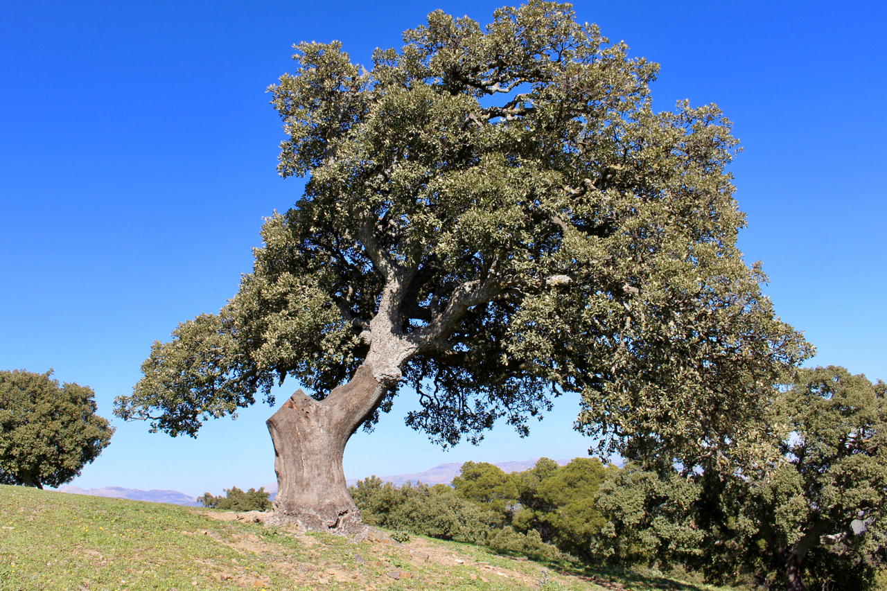 Korkeiche (Quercus suber)