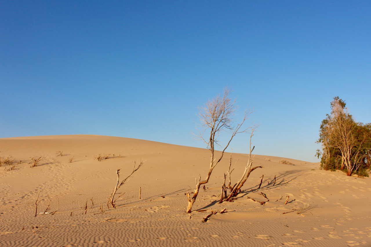 Bäume im Sand der Düne von Bolonia