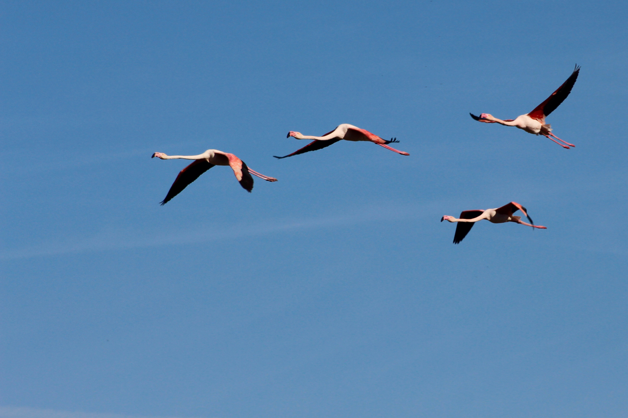 Flamingos in der Lagune Fuente de Piedra