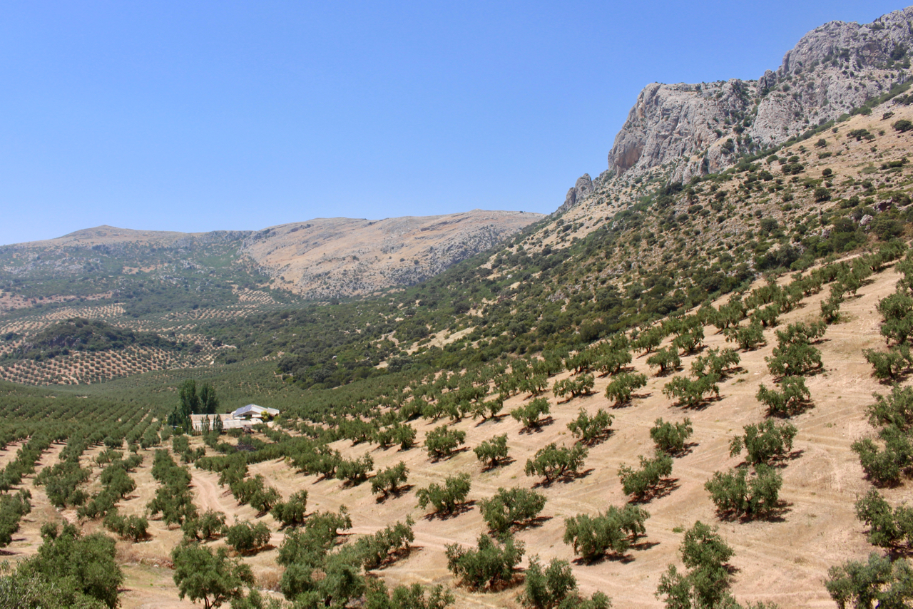 Oliven und Geierhorste im Naturpark der Sierras Subbéticas