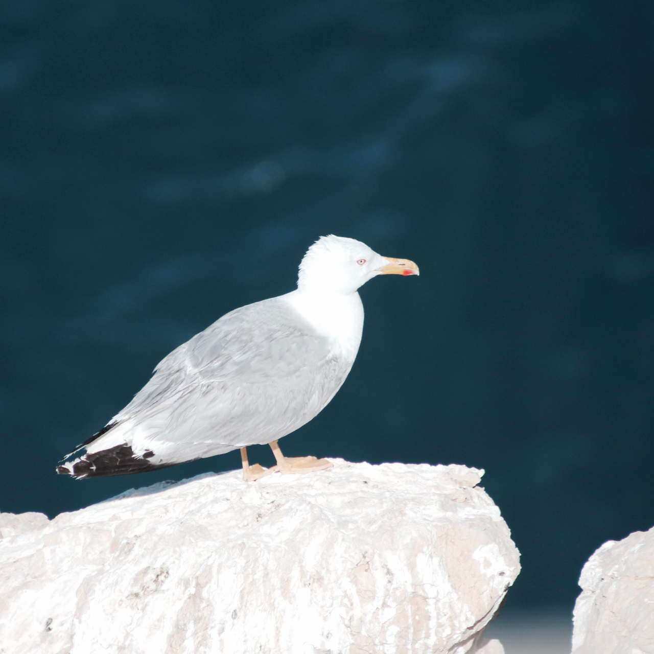 Möwe am Aussichtspunkt Calahonda (Costa Tropical)