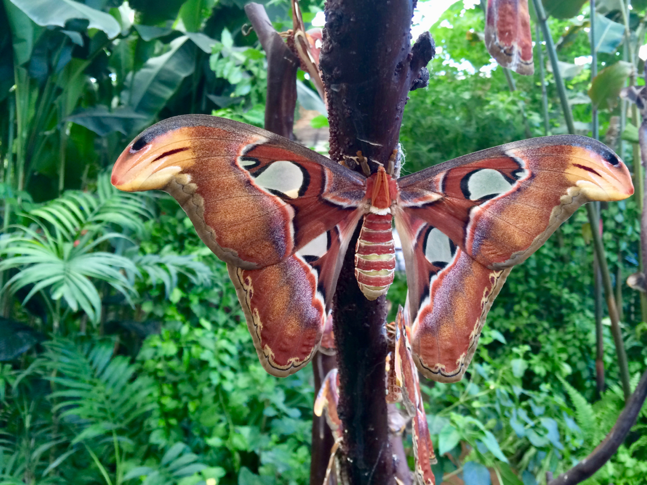 Der Nachtfalter Atlasspinner im Mariposario