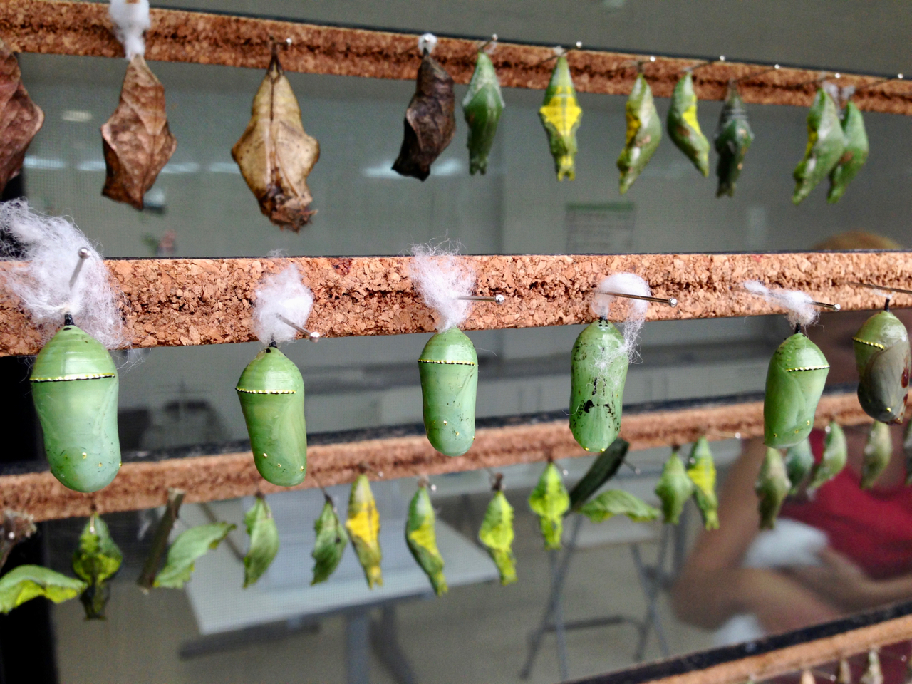 Kokons im Mariposario