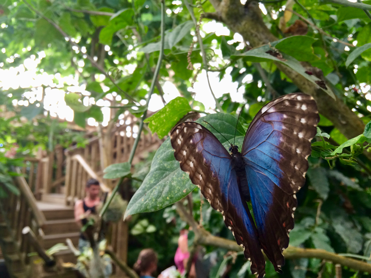 Blauer Morphofalter im Mariposario