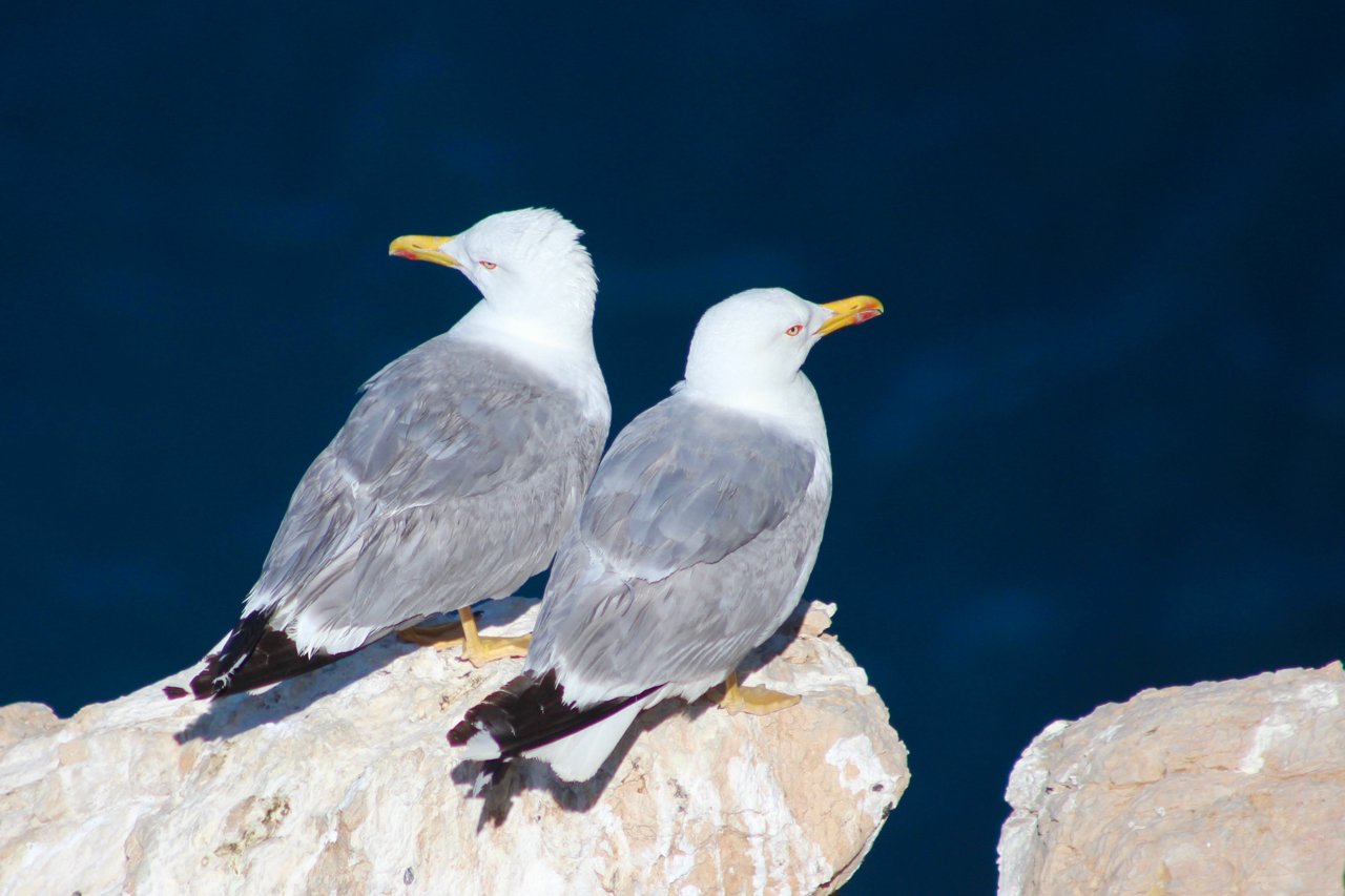 Möwen am Aussichtspunkt auf der Punta Cerro Gordo