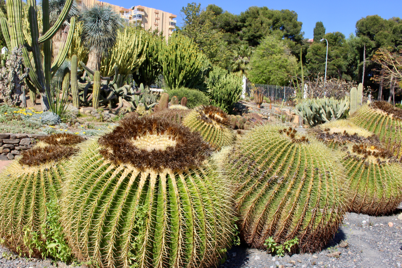 Kakteen- und Sukkulentengarten im Parque de la Paloma